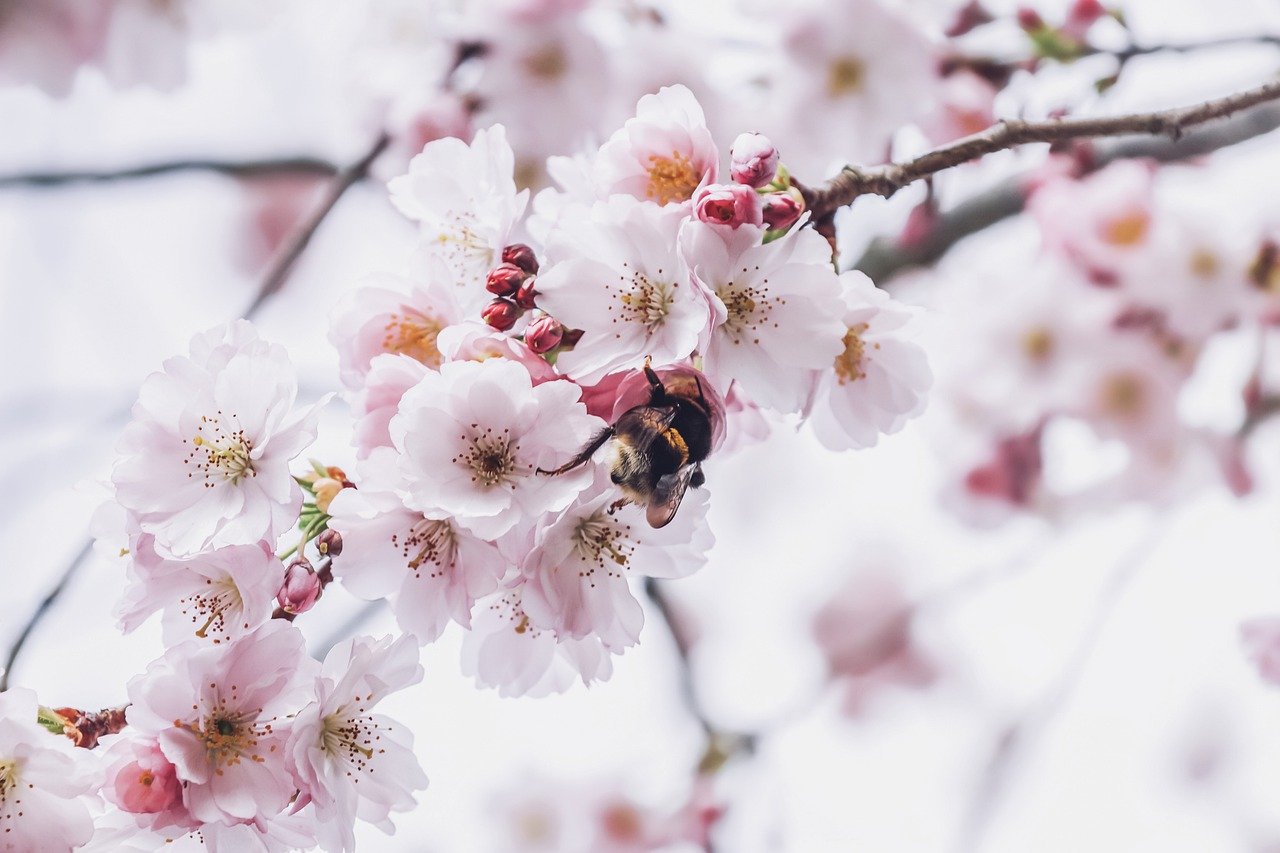 cherry blossoms, petals, hummel