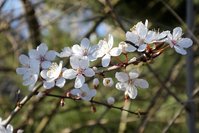 Sakura Flowers Cherry Blossom  - Elsemargriet / Pixabay